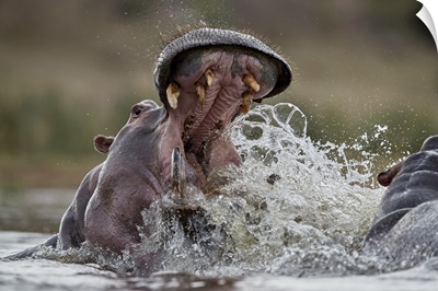 Hippopotamus sparring, Kruger National Park