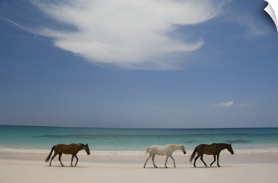 Horses Walking On Pink Sands Beach, Harbour Island, The Bahamas, West Indies