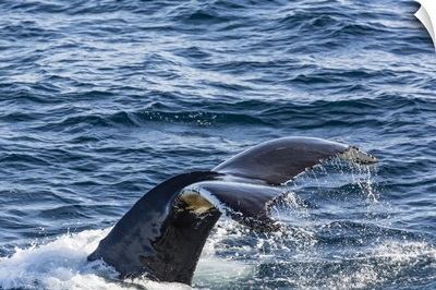 Humpback whale, Vikingbukta, Northeast Greenland, Polar Regions