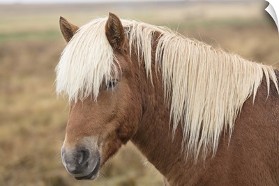 Icelandic horse, Snaefellsnes peninsula, Iceland