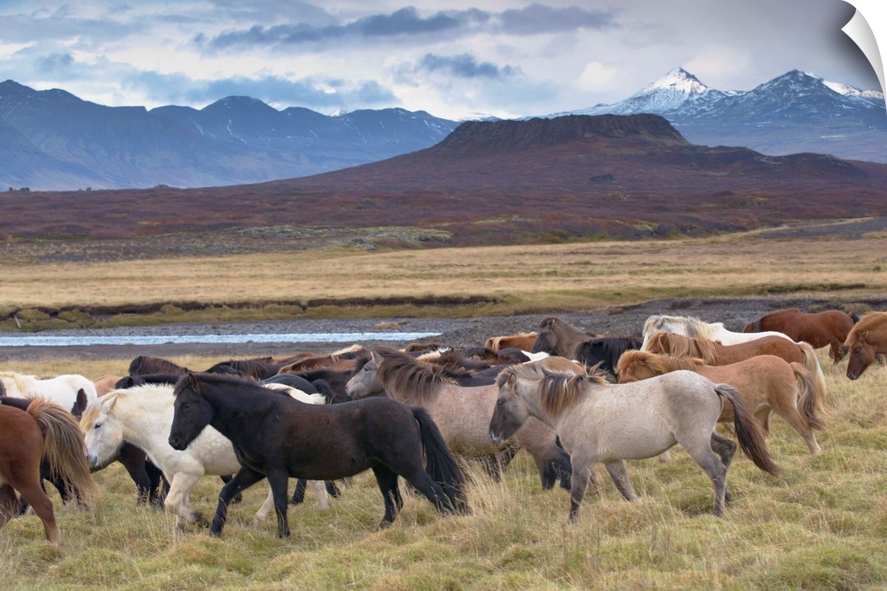 Icelandic horses near Snorrastadir, Eldborg volcano, snow-covered peaks of Ljosufjoll and Eldborg volcano visible behind, ...