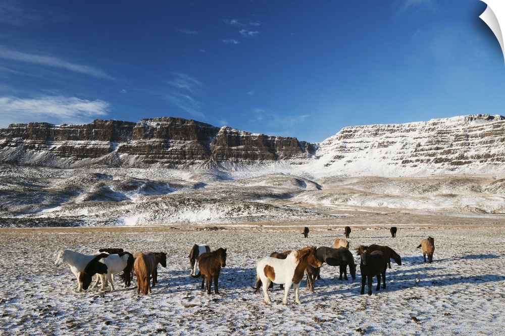 Icelandic horses, Iceland, Polar Regions.