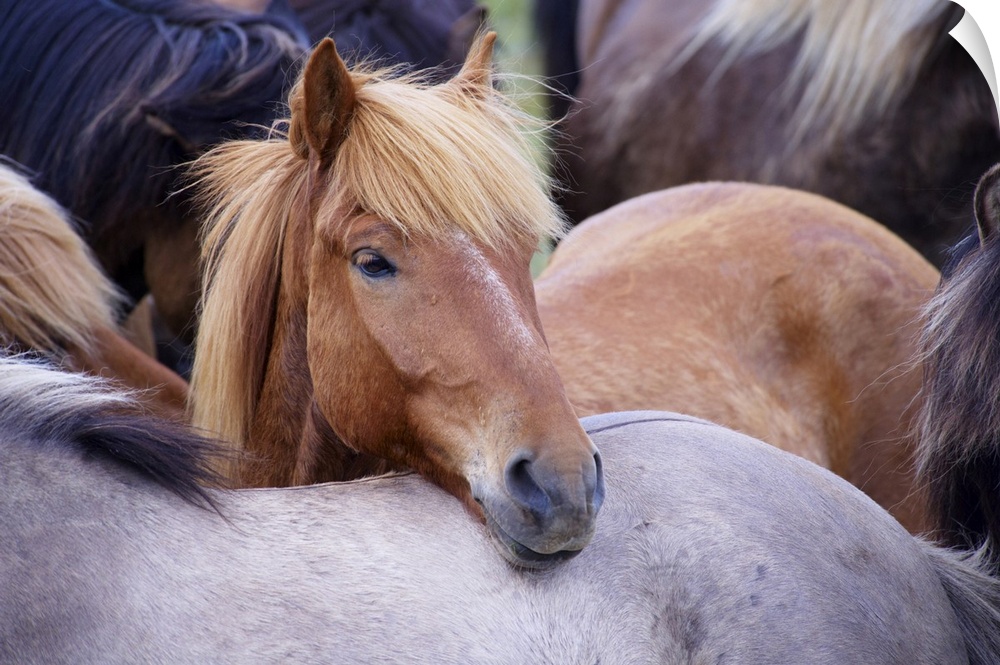 Icelandic horses, near Skogar, South Iceland (Sudurland), Iceland, Polar Regions