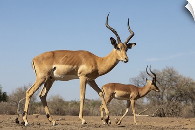 Impala (Aepyceros Melampus), Mashatu Game Reserve, Botswana, Africa