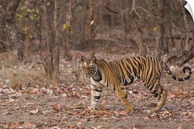 Indian Tiger, Bandhavgarh National Park, Madhya Pradesh state, India, Asia