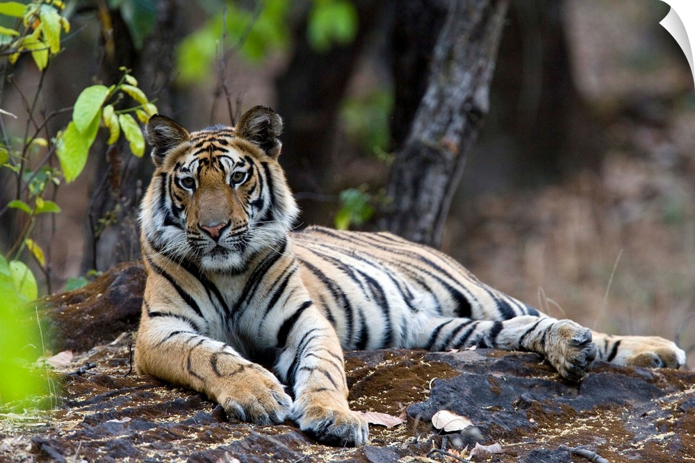 Indian tiger, Bandhavgarh National Park, Madhya Pradesh state, India, Asia