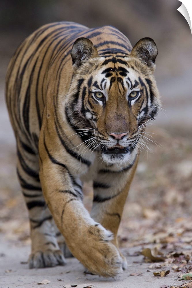 Indian tiger, Bandhavgarh Tiger Reserve, Madhya Pradesh state, India