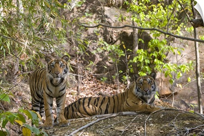 Indian Tiger yawning, Bandhavgarh National Park, Madhya Pradesh state, India