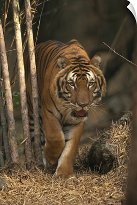 Indo Chinese tiger walking in Khao Pardap Chan bamboo groves, Thailand