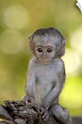 Infant Vervet Monkey, Kruger National Park, South Africa, Africa