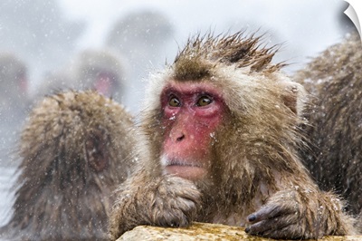 Japanese Macaque (Snow Monkey), Jigokudani Yaen-Koen, Nagano Prefecture, Japan