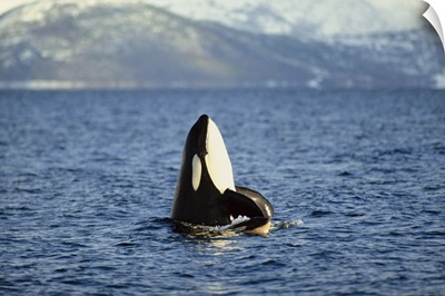 Killer whale spy hopping with calf in an Arctic Fjord, Norway, Scandinavia