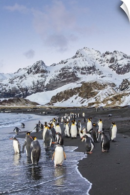 King penguins, Peggoty Bluff, South Georgia Island, South Atlantic Ocean