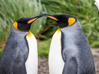 King Penguins Preening Themselves At Salisbury Plain, South Georgia