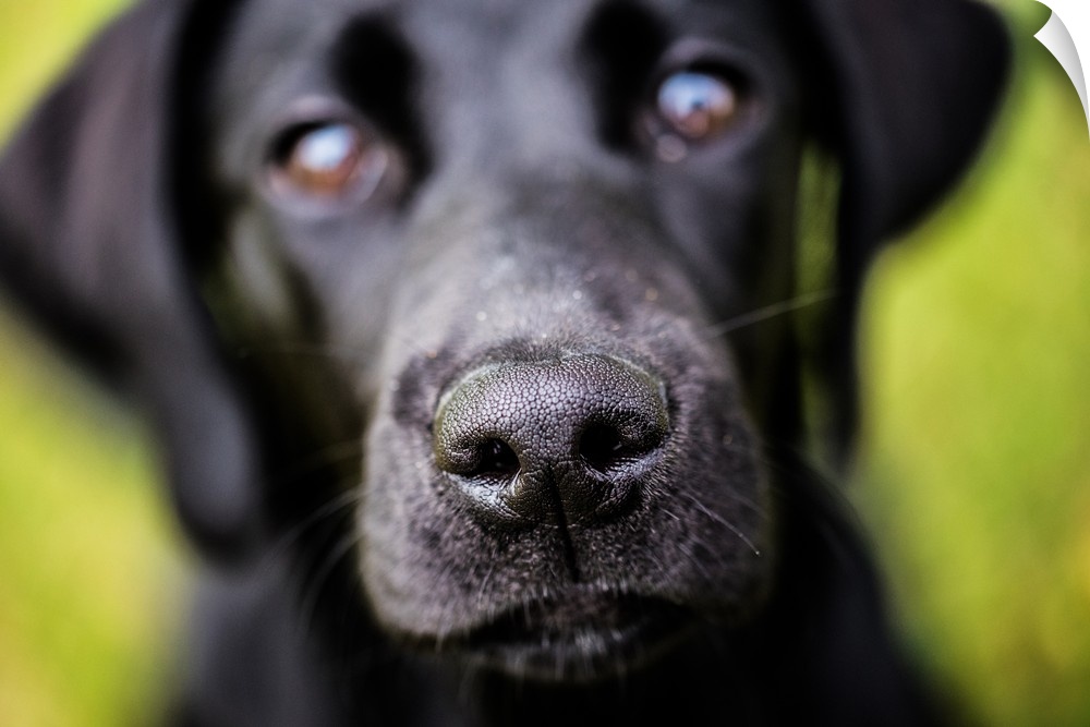 Labrador nose