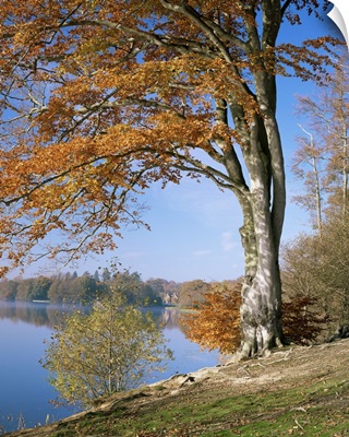 Lake, Virginia Water, Windsor Great Park, Berkshire, England