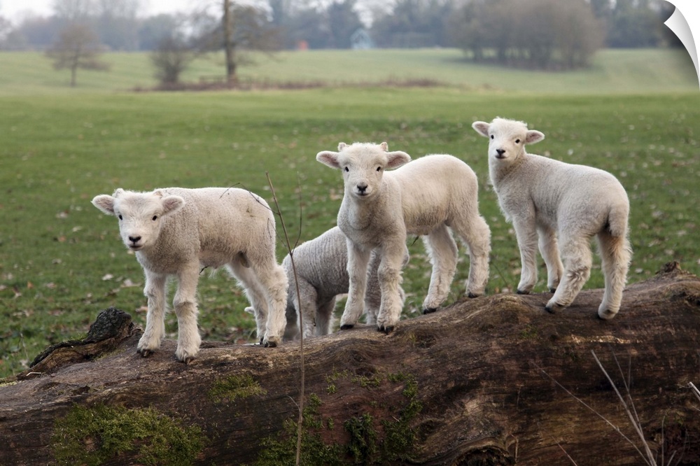 Lambs playing on a log in Stourhead parkland, South Somerset, Somerset, England