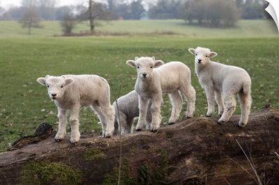 Lambs playing on a log in Stourhead parkland, South Somerset, Somerset, England