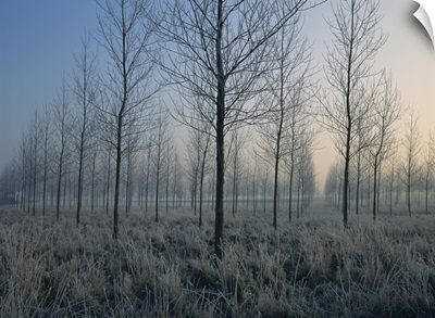 Landscape of trees in a plantation at dawn or dusk, Nord Pas de Calais, France