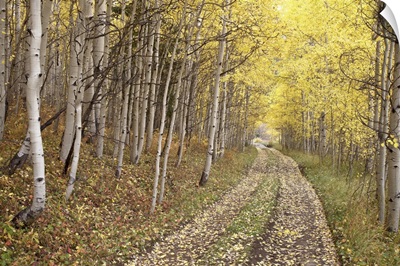 Lane through fall aspens, Ophir Pass, Uncompahgre National Forest, Colorado