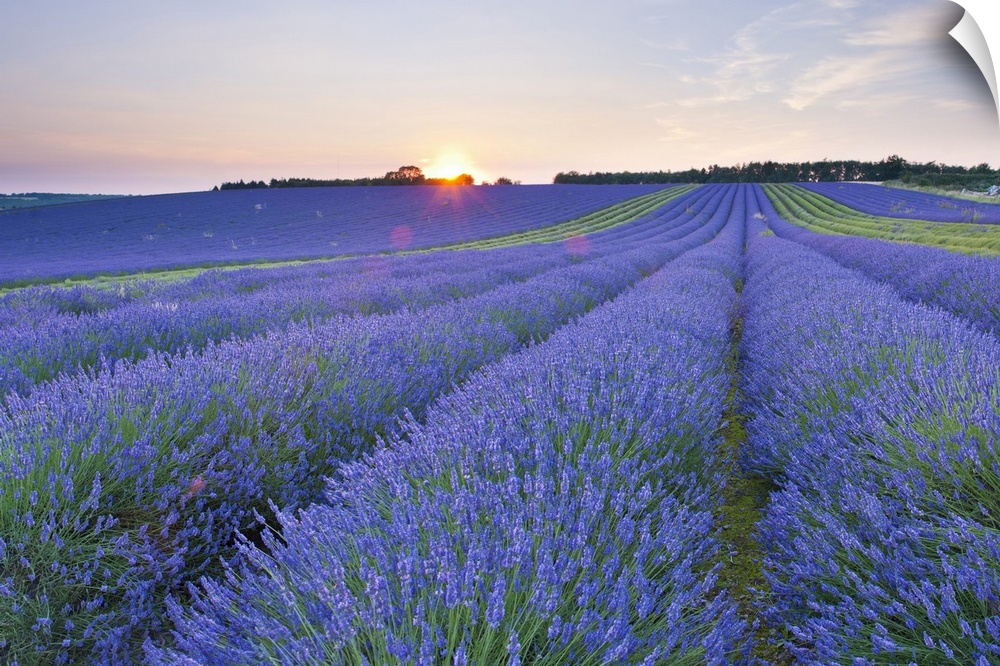 Lavender field at Snowshill Lavender, The Cotswolds, Gloucestershire, England, United Kingdom, Europe