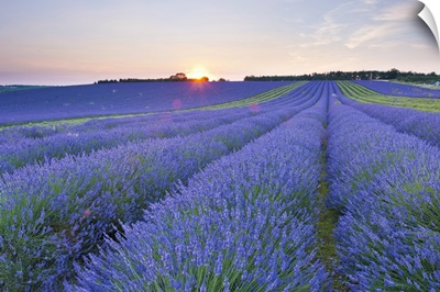 Lavender Field At Snowshill Lavender, The Cotswolds, Gloucestershire, England