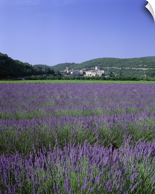 Lavender fields and the village of Montclus, Gard, Languedoc-Roussillon, France