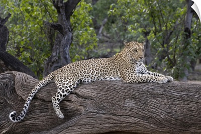 Leopard, Mashatu Game Reserve, Botswana, Africa