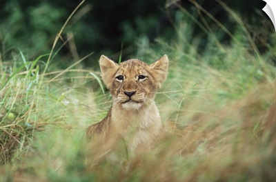 Lion cub, Kruger National Park, South Africa