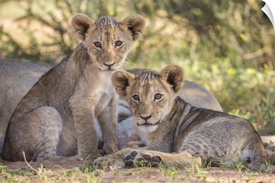 Lion Cubs, Kgalagadi Transfrontier Park, Northern Cape, South Africa