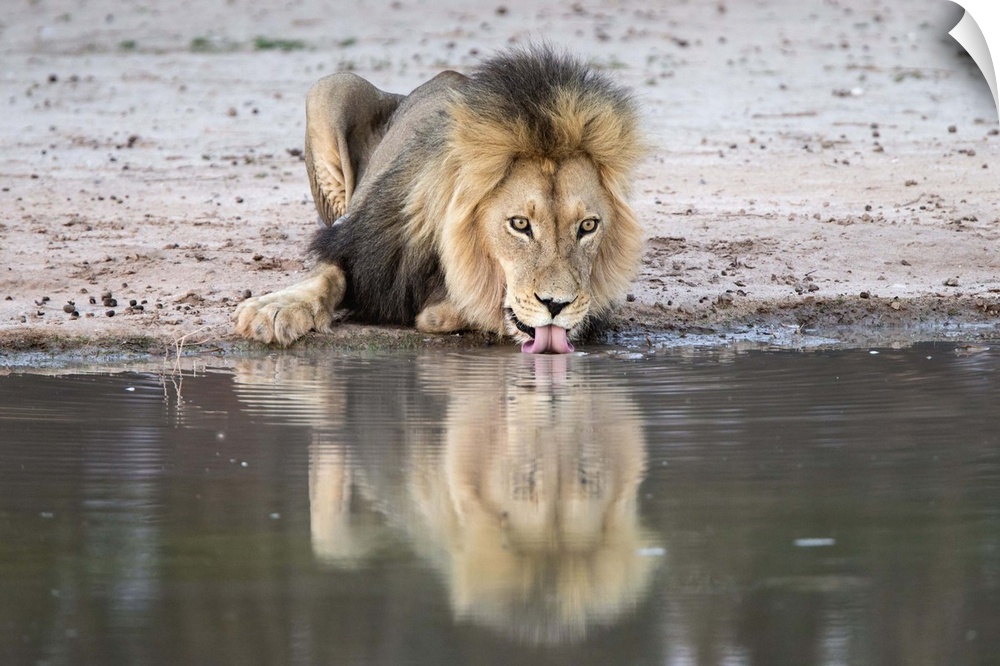 Lion (Panthera leo) drinking, Kgalagadi Transfrontier Park, South Africa, Africa.