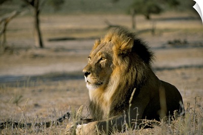 Lion, Kalahari Gemsbok Park, South Africa, Africa