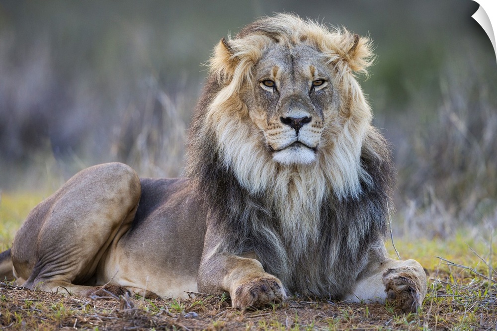 Lion (Panthera leo), Kgalagadi Transfrontier Park, Northern Cape, South Africa, Africa