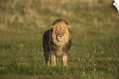 Lion, Kgalagadi Transfrontier Park, Northern Cape, South Africa