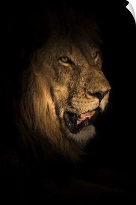 Lion (Panthera Leo) At Night, Elephant Plains, Sabi Sand Game Reserve, South Africa