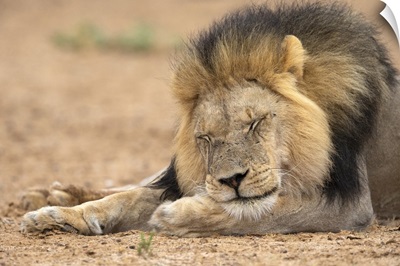 Lion (Panthera Leo) Sleeping, Kgalagadi Transfrontier Park, South Africa, Africa
