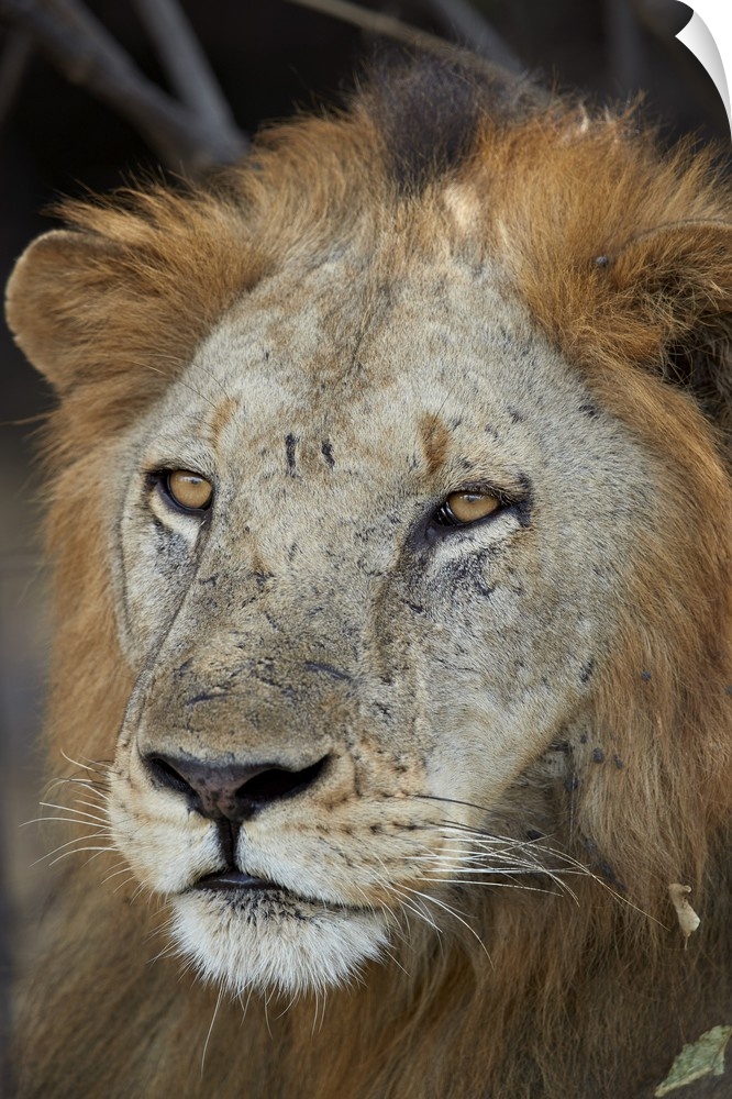 Lion, Selous Game Reserve, Tanzania