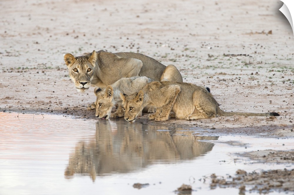 Lioness and cubs (Panthera leo) at water, Kgalagadi Transfrontier Park, South Africa, Africa.