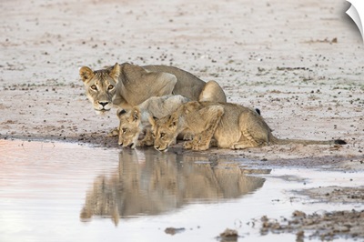 Lioness and cubs at water, Kgalagadi Transfrontier Park, South Africa, Africa