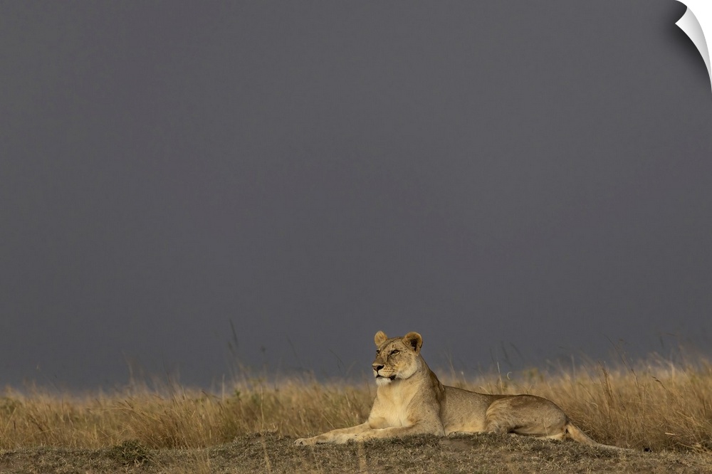 Lioness (Panthera leo), Masai Mara, Kenya, East Africa, Africa
