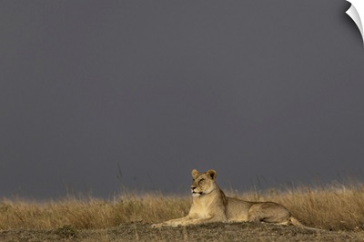 Lioness, Masai Mara, Kenya, Africa