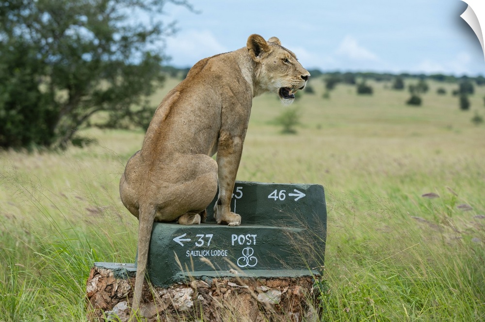 Lioness (Panthera leo), Tsavo, Kenya, East Africa, Africa