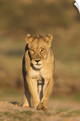 Lionessin the Kalahari, Kgalagadi Transfrontier Park, Northern Cape, South Africa