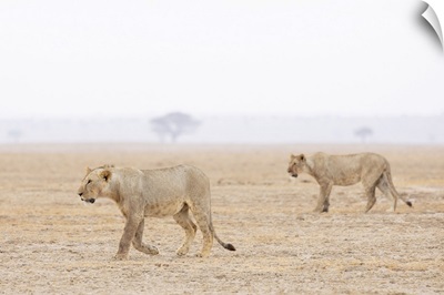 Lions, Amboseli National Park, Kenya, Africa