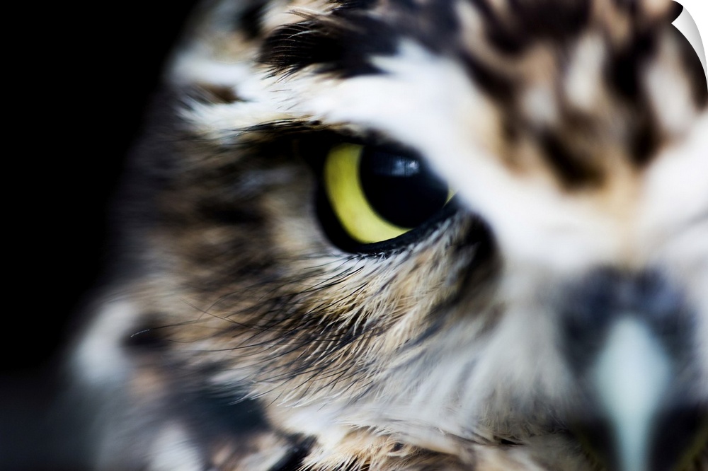 Little owl (Athene noctua), Wheatley, Oxfordshire, England, United Kingdom, Europe