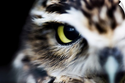 Little Owl, Athene Noctua, Wheatley, Oxfordhisre, England