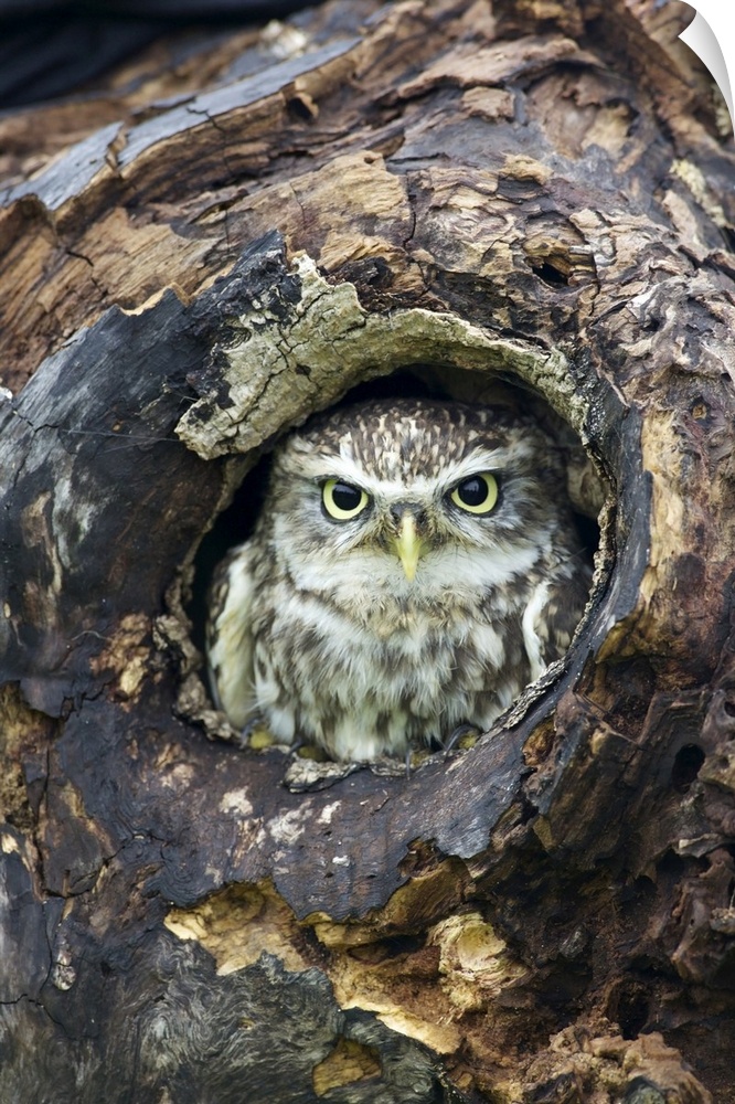 Little Owl (Athene noctua), captive, Barn Owl Centre, Gloucestershire, England, United Kingdom, Europe