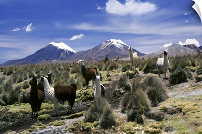Llamas in Sajama National Park the volcanoes of Parinacota and Pomerata, Bolivia