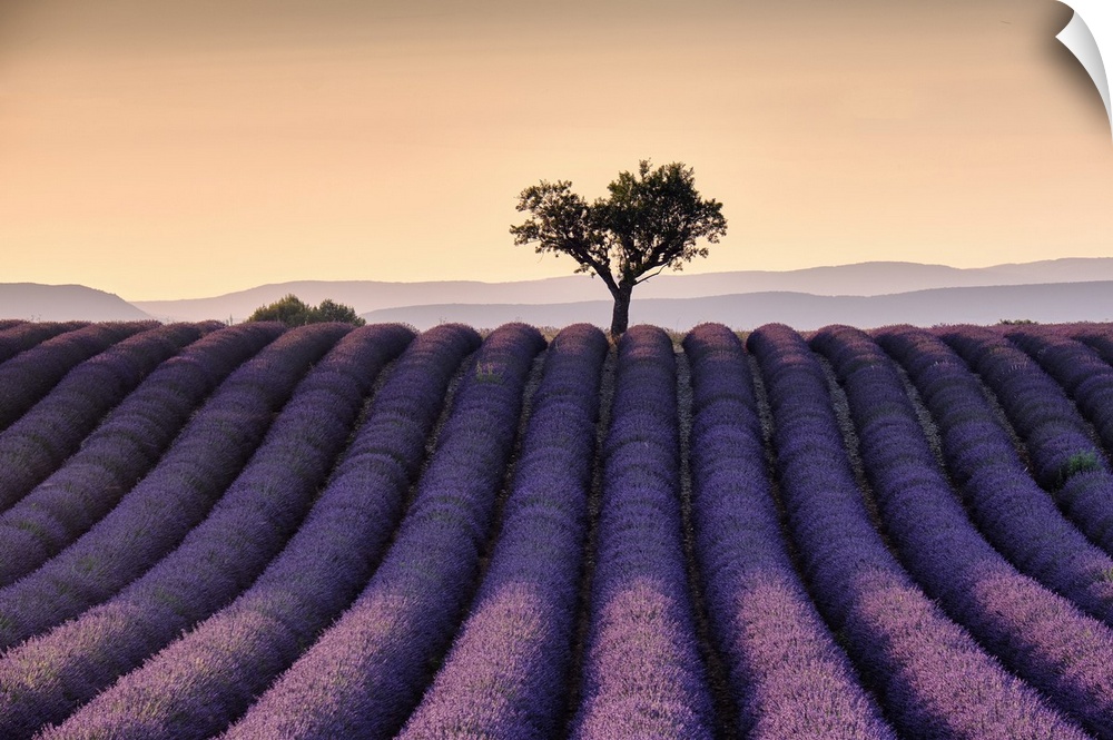 Lonely tree on top of a lavender field at sunset, Valensole, Provence, France, Europe