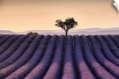 Lonely Tree On Top Of A Lavender Tree At Sunset, Valensole, Provence, France